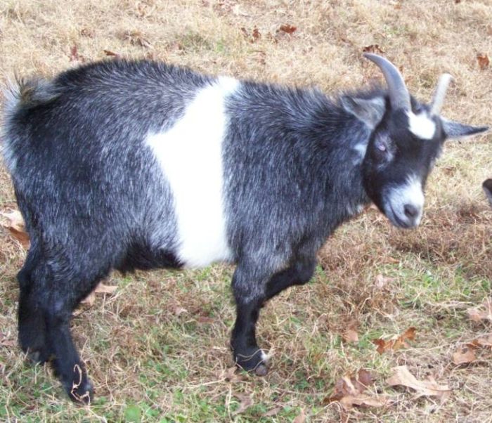 Charlotte the goat is our mascot