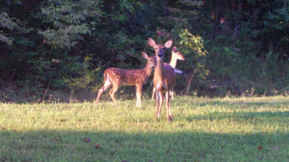 Does and twin fawns at the cove