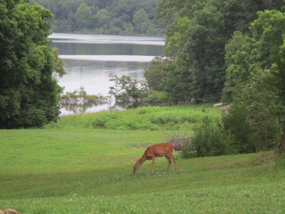 deer grazing on meadows above Norfork lake