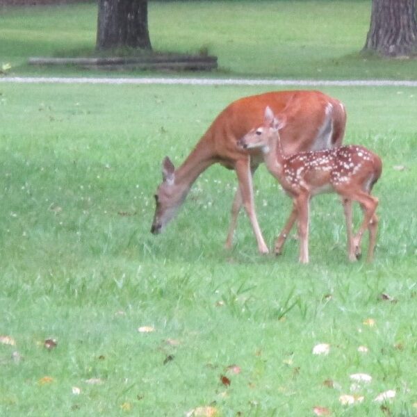 deer and fawn grazing